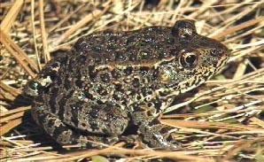 Gopher frog Gopher Frog Outdoor Alabama