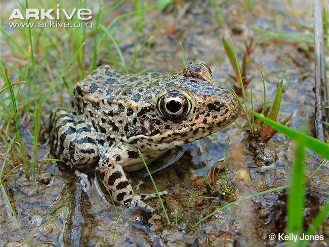 Gopher frog Gopher frog videos photos and facts Lithobates capito ARKive