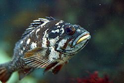 Gopher rockfish Gopher rockfish Wikipedia