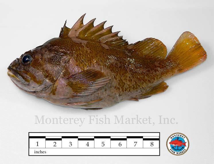 Gopher rockfish wwwmontereyfishcommediaimagesdesktopindseafo