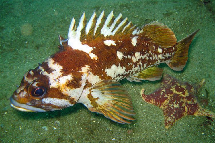 Gopher rockfish pnwscuba Photo Keywords gopherjn