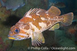 Gopher rockfish Gopher Rockfish Photo Gopher Rockfish photos Phillip Colla Natural