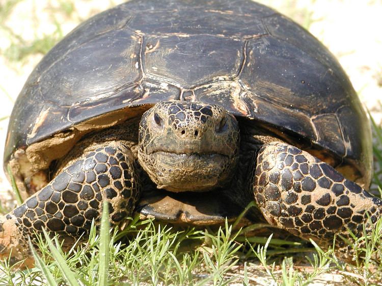 Gopher tortoise Fact Sheet on Gopher Tortoise a dryland turtle North Florida ESO