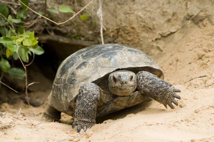 Gopher tortoise Disposal company makes film on gopher tortoise relocation ALcom