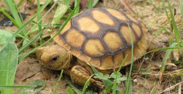 Gopher tortoise Please stop 39rescuing39 gopher tortoises Florida asks MNN Mother