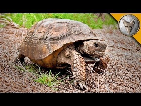 Gopher tortoise On the Lookout for the Mighty Gopher Tortoise YouTube