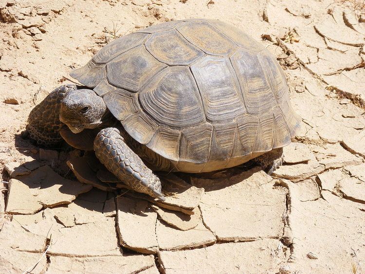 Gopherus Desert tortoise Wikipedia