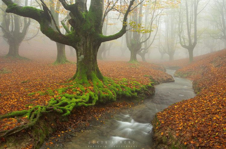 Gorbea Natural Park Enigmatic Forests in Gorbea Natural Park The Basque Country