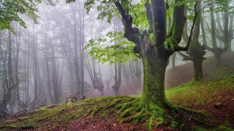 Gorbea Natural Park Gorbea Natural Park Spain Feel The Planet