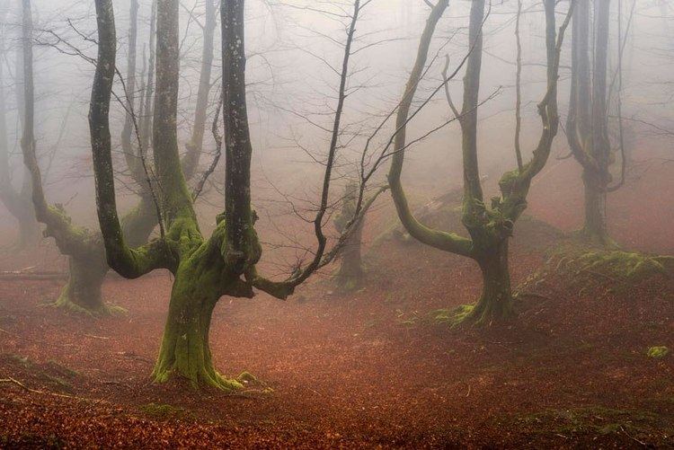 Gorbea Natural Park A Mystical Forest in Spain TwistedSifter