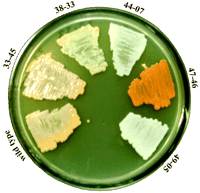 Gordonia (bacterium) aemasmorgcontent7063195F3smallgif