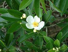 Gordonia (plant) httpsuploadwikimediaorgwikipediacommonsthu
