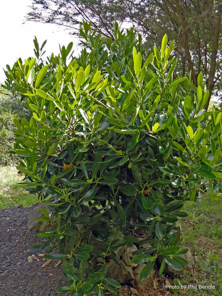 Gordonia (plant) TERRAIN Taranaki Educational Resource Research Analysis