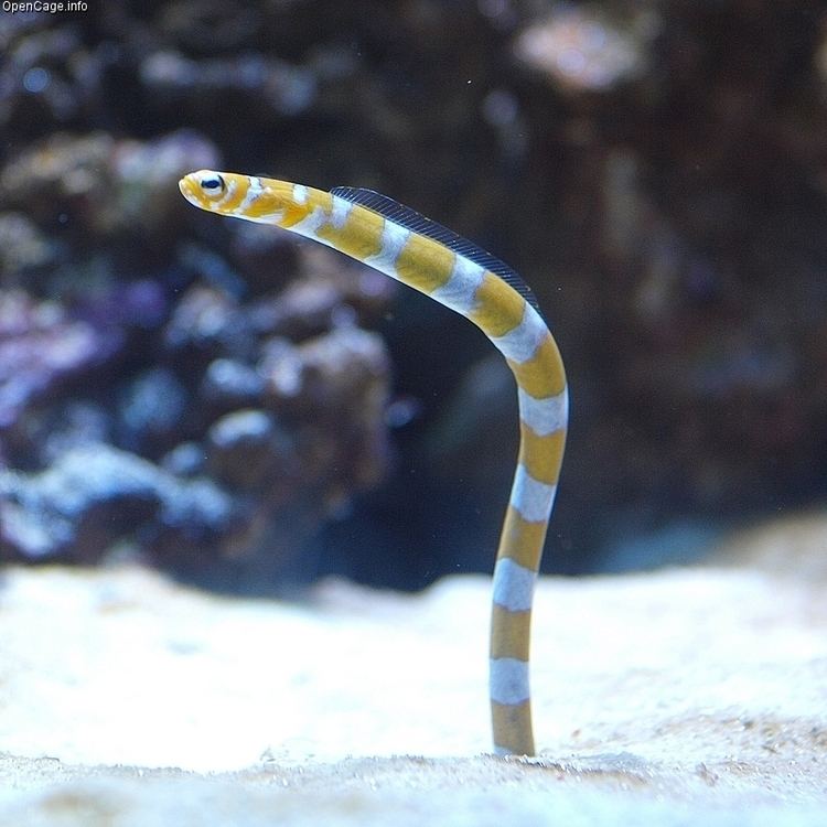 Gorgasia preclara Splendid garden eel Gorgasia preclara Bhlke and Randall 1981