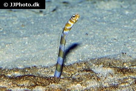 Gorgasia preclara Splendid garden eel Gorgasia preclara in aquarium