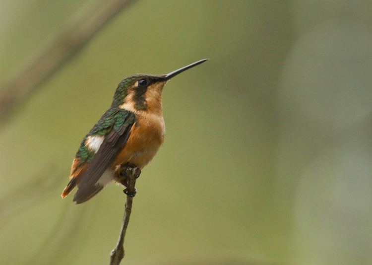 Gorgeted woodstar Sapayoa Ecuador Bird Photos Photo Keywords GORGETED WOODSTAR