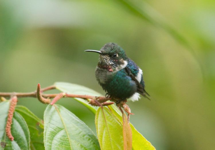 Gorgeted woodstar Sapayoa Ecuador Bird Photos Photo Keywords wildsumaco gorgeted