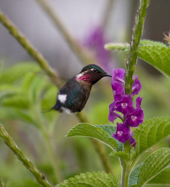 Gorgeted woodstar Sapayoa Ecuador Bird Photos Photo Keywords wildsumaco gorgeted