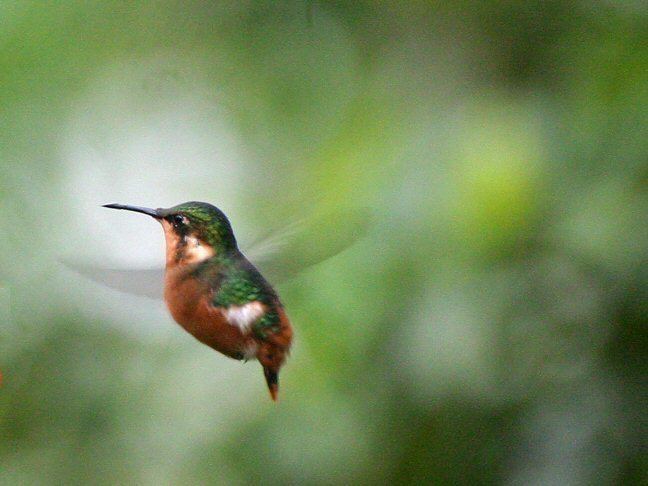 Gorgeted woodstar Mangoverde World Bird Guide Photo Page Gorgeted Woodstar