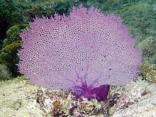 Gorgonia ventalina httpsuploadwikimediaorgwikipediacommonsthu