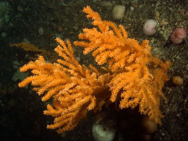 Gorgonian wwwseawaternofaunacnidariaimagesCRW8092jpg