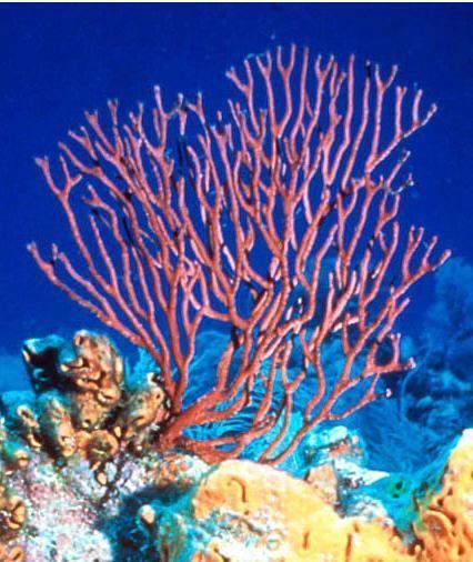 Gorgonian Gorgonian Wikipedia