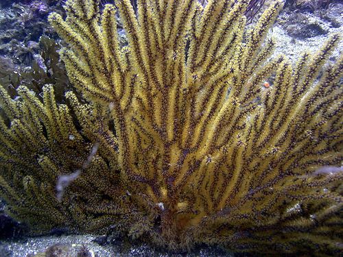 Gorgonian Gorgonian Gorgonacea Other