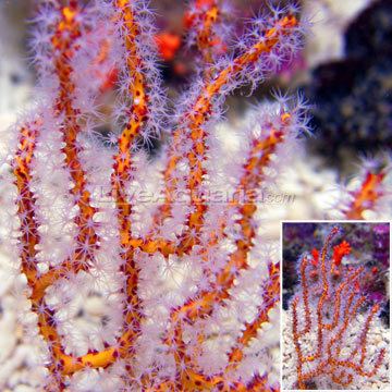 Gorgonian Saltwater Aquarium Corals for Marine Reef Aquariums Yellow Finger