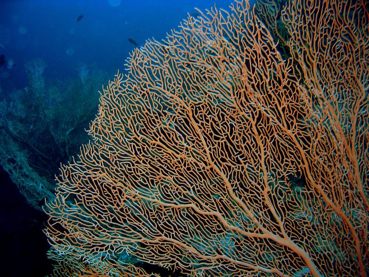 Gorgonian Real Monstrosities Gorgonian