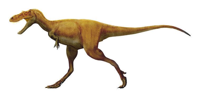 Gorgosaurus httpswwwnewdinosaurscomwpcontentuploads20