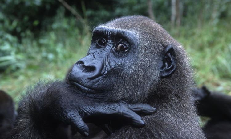 Gorilla Gorilla Species WWF
