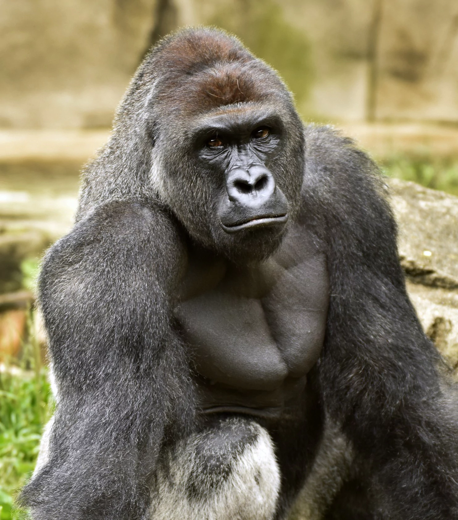Gorilla What Harambe39s death means for a critically endangered species of