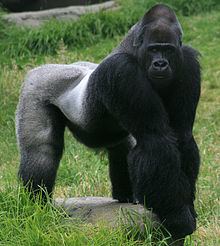 Gorilla httpsuploadwikimediaorgwikipediacommonsthu