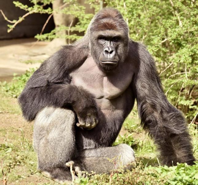 Gorilla Killing of gorilla to save boy at Ohio zoo sparks outrage Reuters