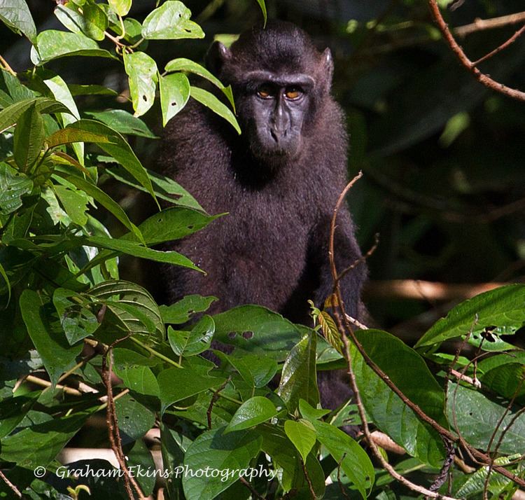 Gorontalo macaque httpsc1staticflickrcom9860016056585185745