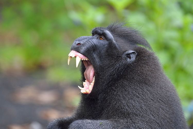 Gorontalo macaque High Quality Stock Photos of quotmonkeysquot