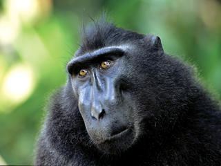 Gorontalo macaque Photos amp Videos WWF