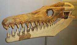 Goronyosaurus Goronyosaurus Wikipedia