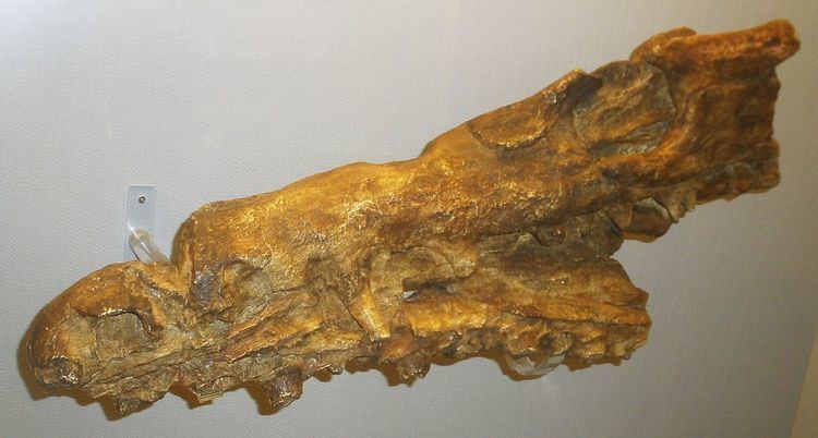 Goronyosaurus Goronyosaurus nigeriensis Wikipedia