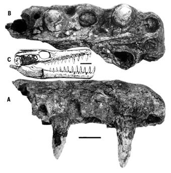 Goronyosaurus Tongues venom glands and the changing face of Goronyosaurus