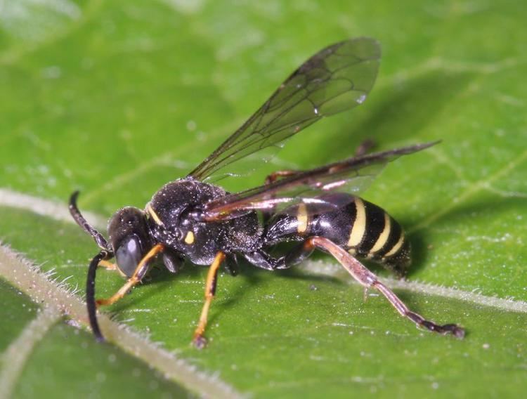 Gorytes Gorytes quadrifasciatus Fabricius1804 BWARS