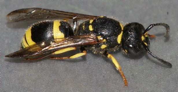 Gorytes Gorytes quadrifasciatus