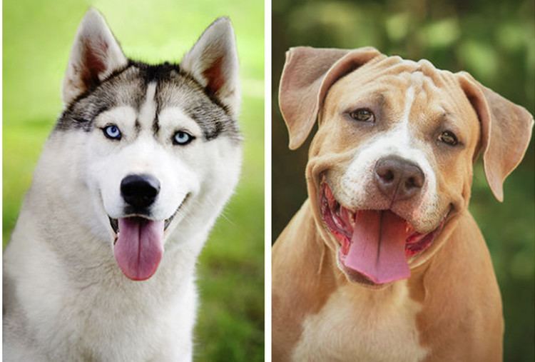 Gossos Molt maco Aix s el que passa si dos gossos de races diferents