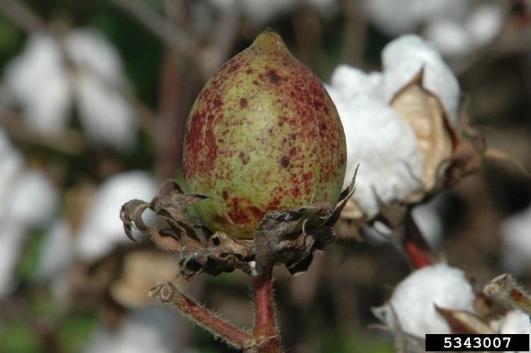 Gossypium Gossypium hirsutum upland cotton Go Botany