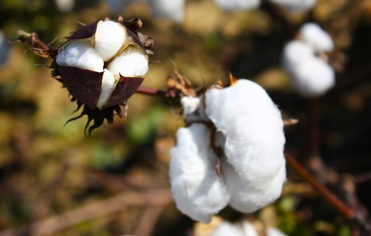 Gossypium Gossypium hirsutum Upland cotton Gossypium mexicanum