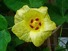 Gossypium httpsuploadwikimediaorgwikipediacommonsthu