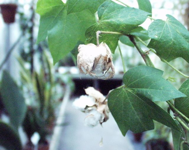 Gossypium arboreum Gossypium arboreum Malvaceae Tree Cotton