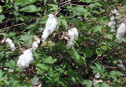 Gossypium barbadense Gossypium barbadense Seaisland cotton Egyptian cotton