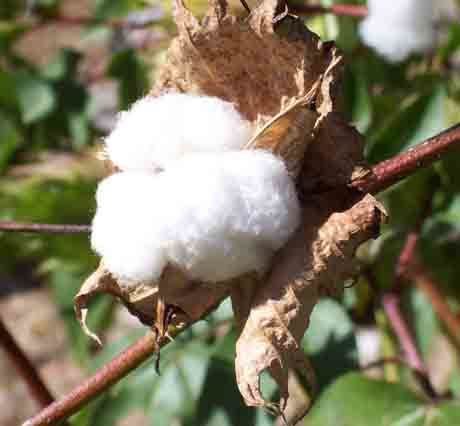 Gossypium herbaceum Gossypium herbaceum Cotton seed Herbalistics