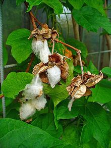 Gossypium herbaceum httpsuploadwikimediaorgwikipediacommonsthu